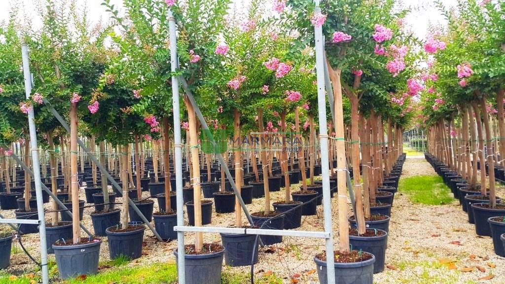 Lagerstroemia indica Rosea   Oya Ağacı